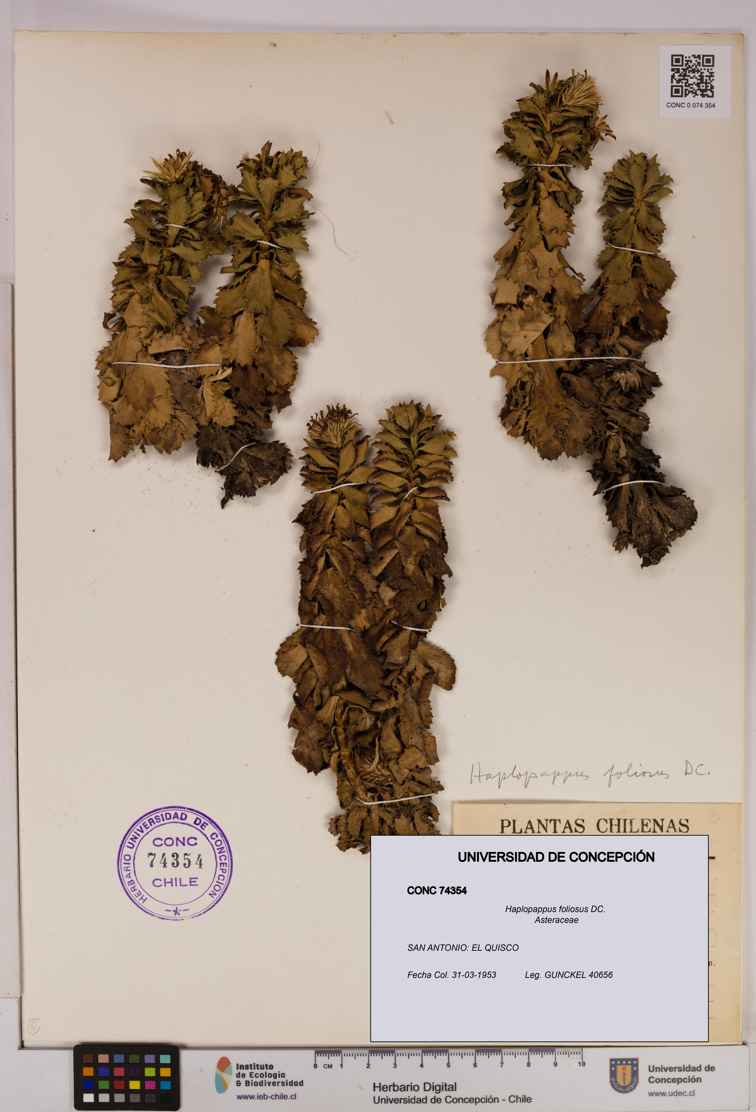 Haplopappus foliosus [Espécimen: UDEC:CONC:0074354]