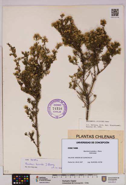 Baccharis lycioides [Espécimen: UDEC:CONC:0074356]