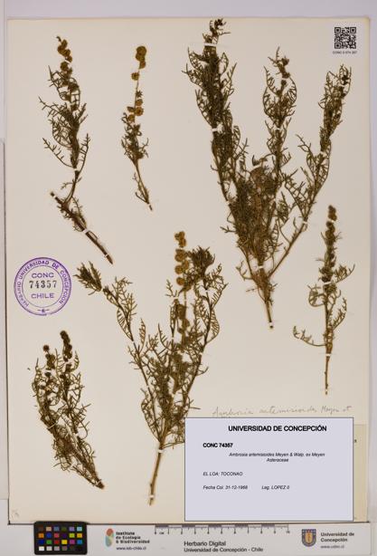 Ambrosia artemisioides [Espécimen: UDEC:CONC:0074357]