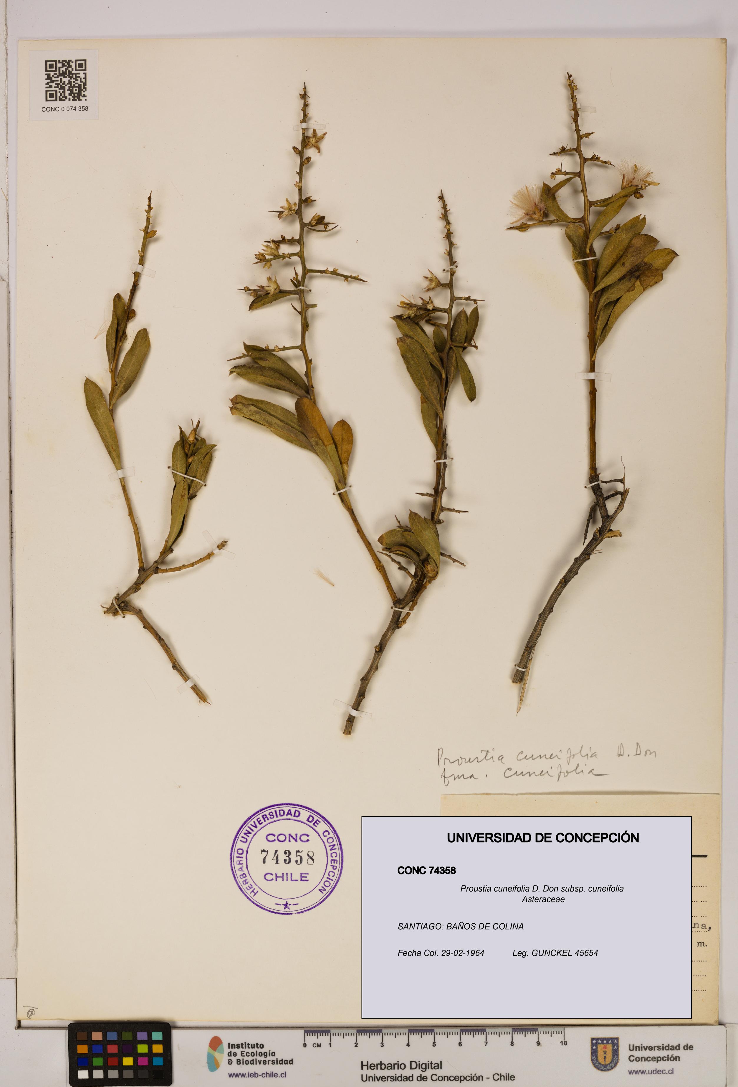 Proustia cuneifolia subsp. cuneifolia [Espécimen: UDEC:CONC:0074358]