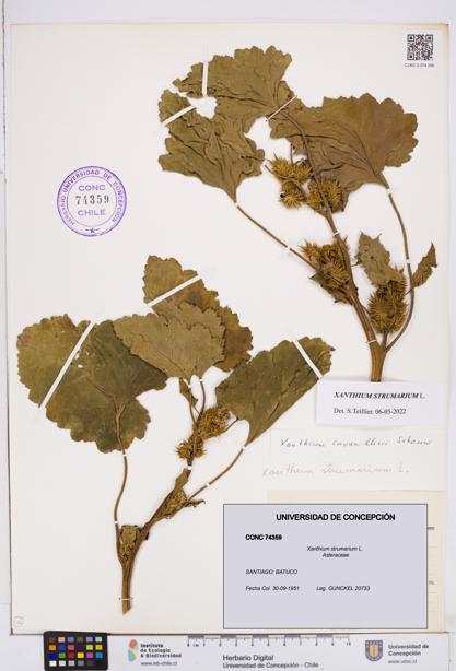 Xanthium strumarium [Espécimen: ]