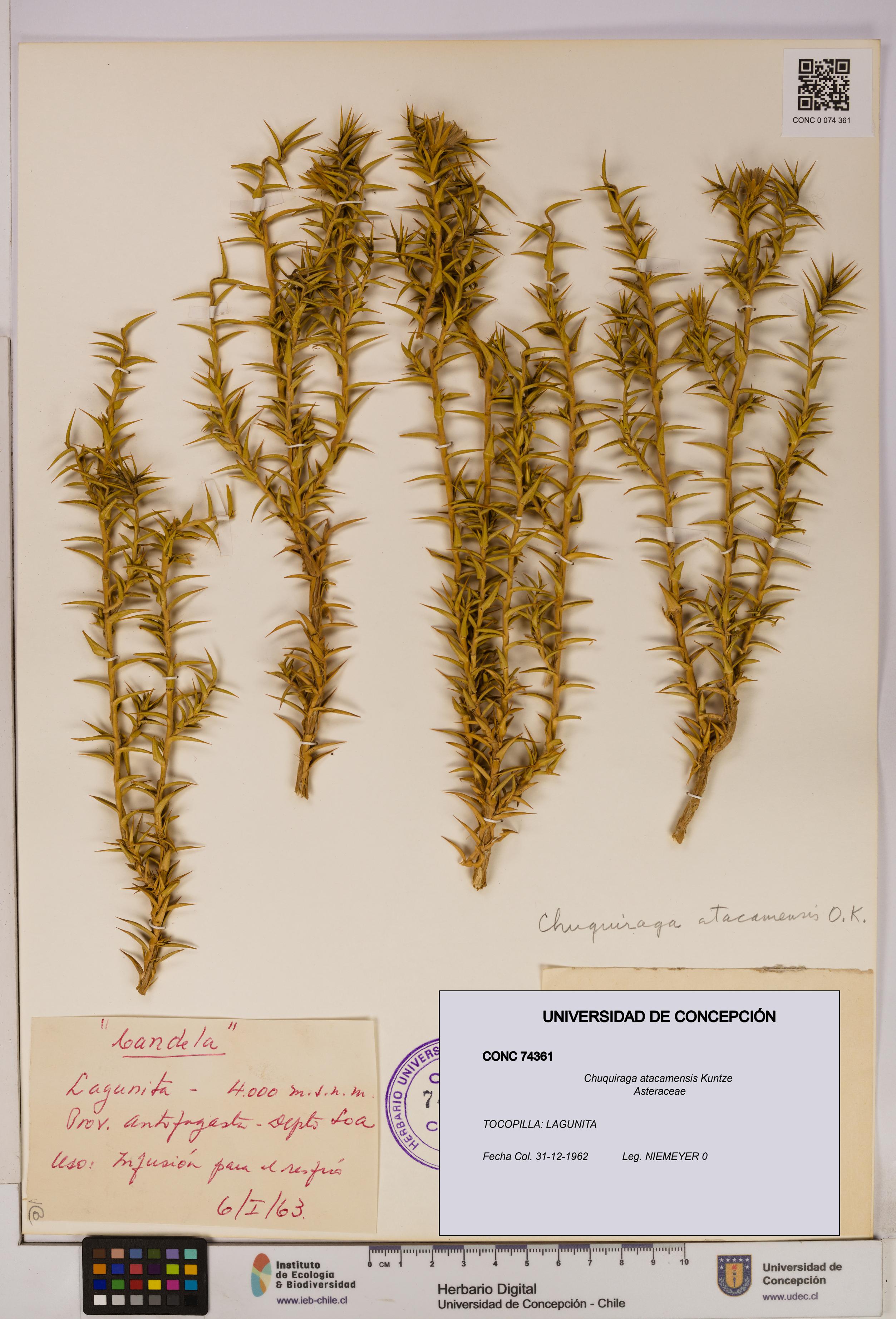 Chuquiraga atacamensis [Espécimen: UDEC:CONC:0074361]