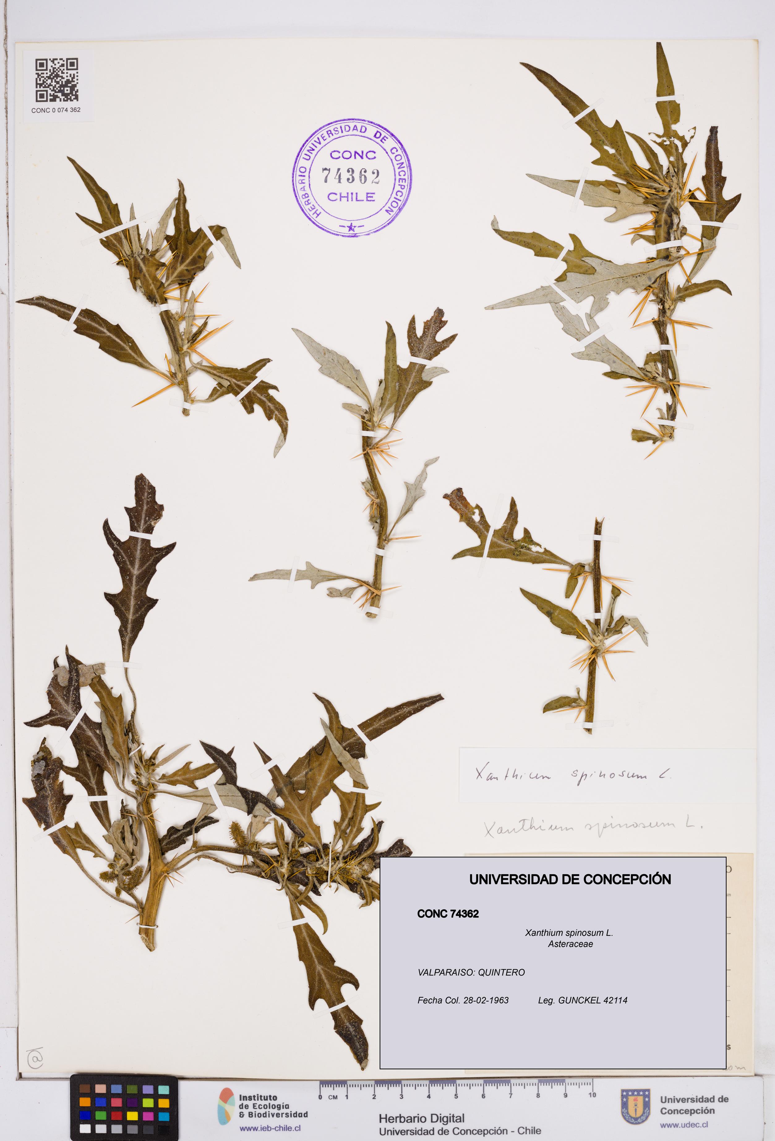 Xanthium spinosum [Espécimen: ]