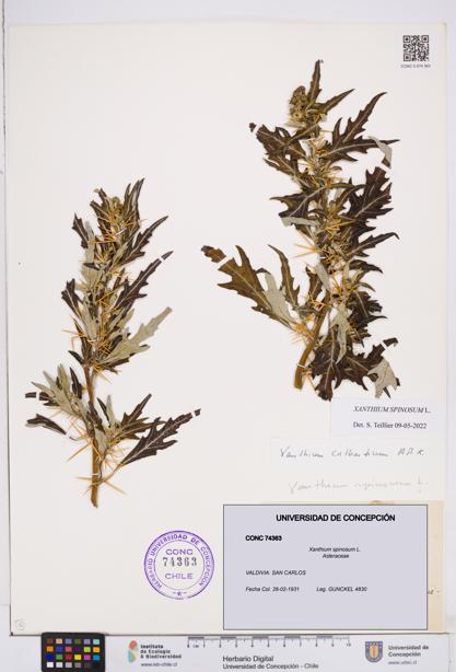 Xanthium spinosum [Espécimen: ]