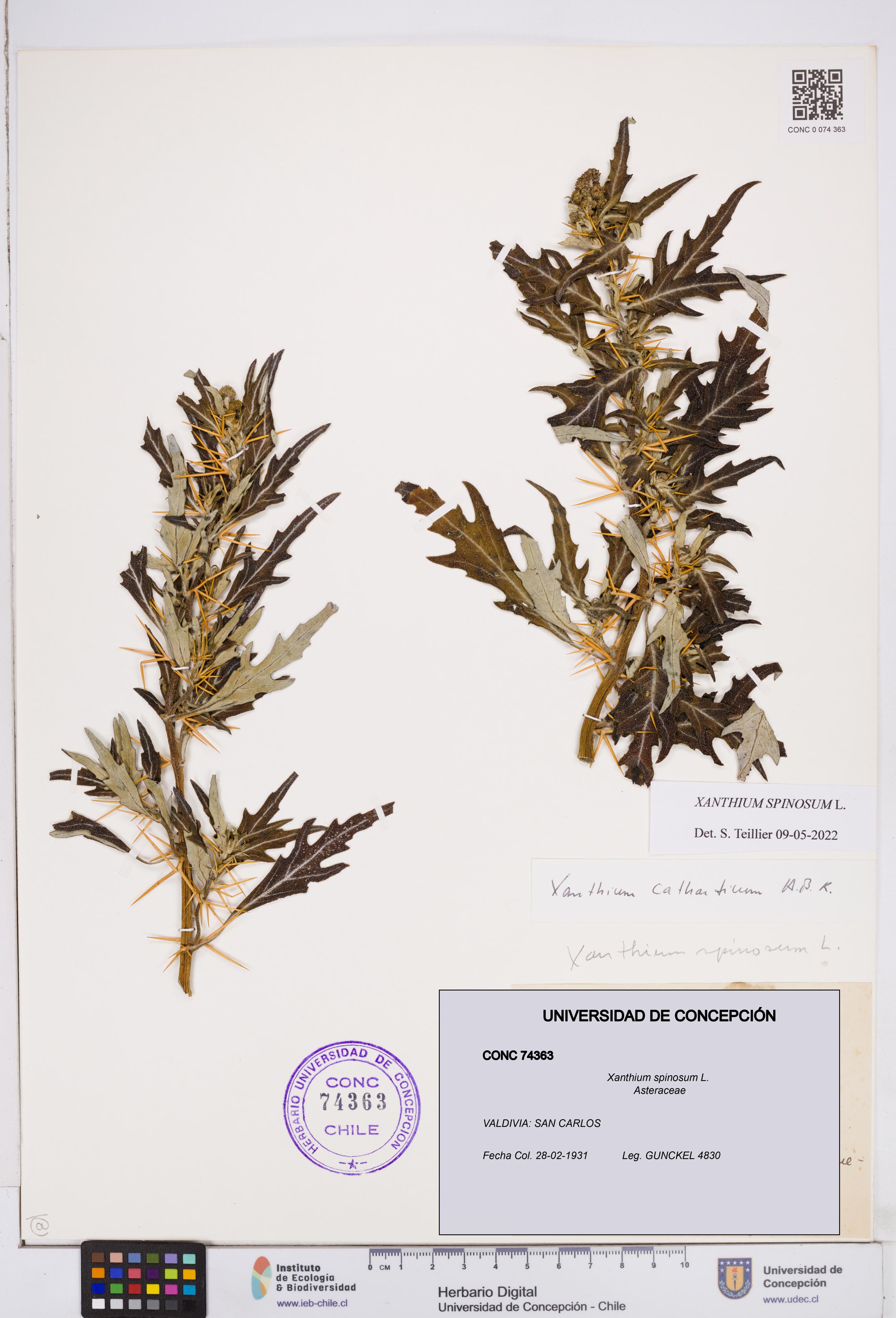 Xanthium spinosum [Espécimen: ]