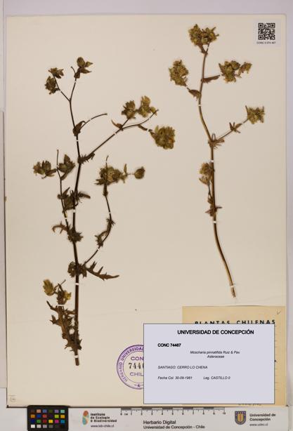 Moscharia pinnatifida [Espécimen: UDEC:CONC:0074467]