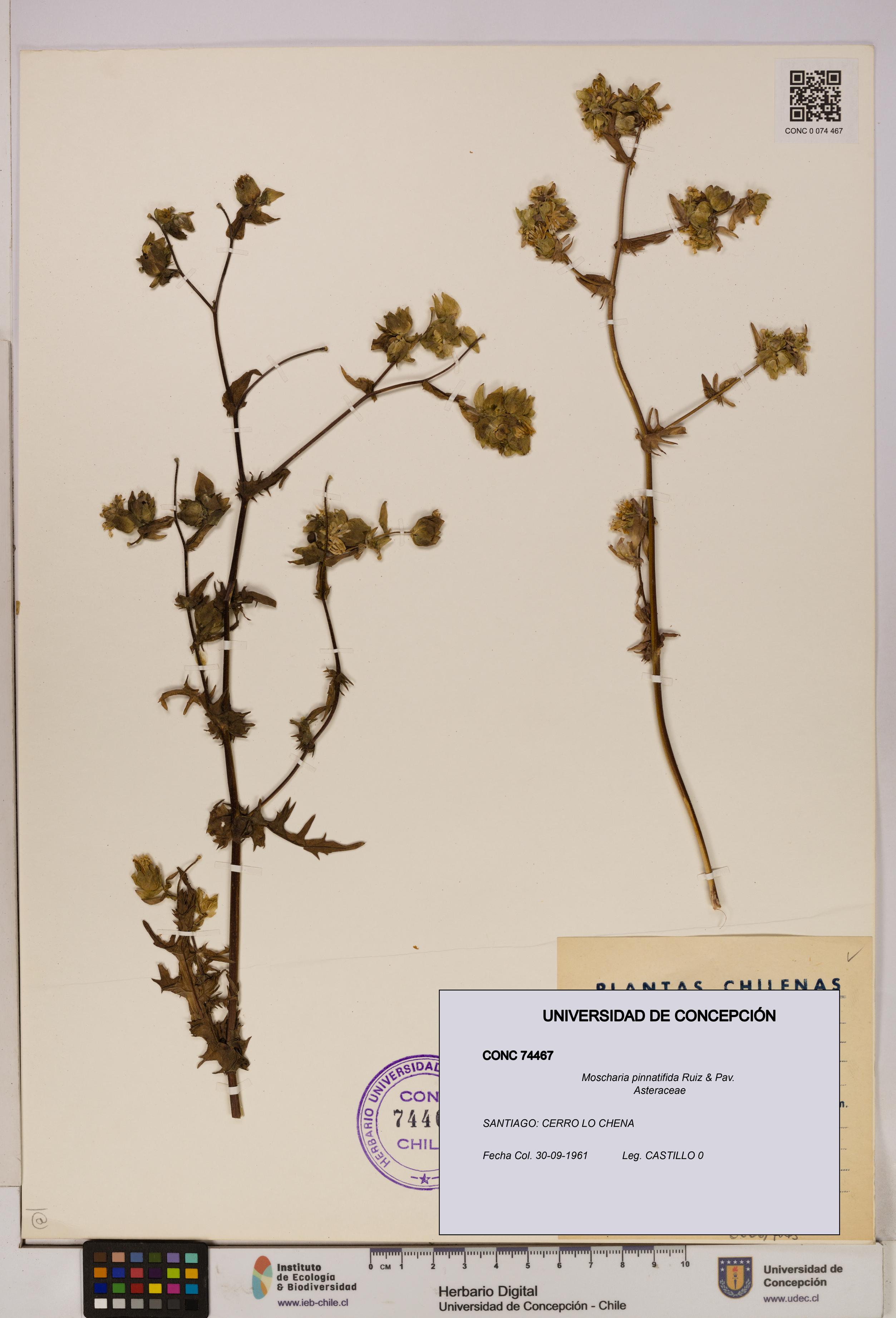 Moscharia pinnatifida [Espécimen: UDEC:CONC:0074467]