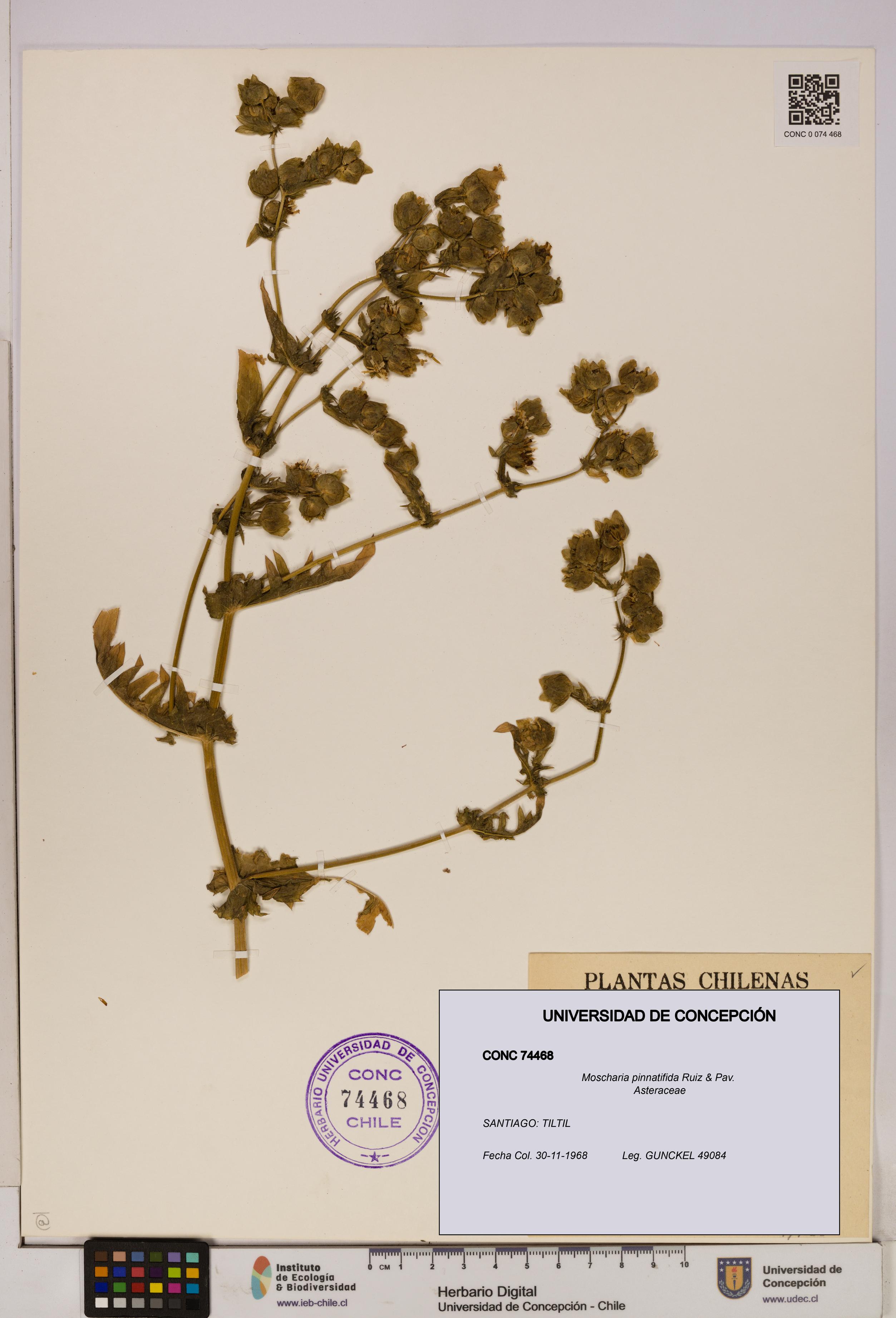 Moscharia pinnatifida [Espécimen: UDEC:CONC:0074468]