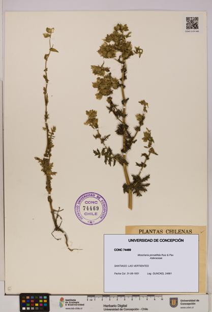 Moscharia pinnatifida [Espécimen: UDEC:CONC:0074469]
