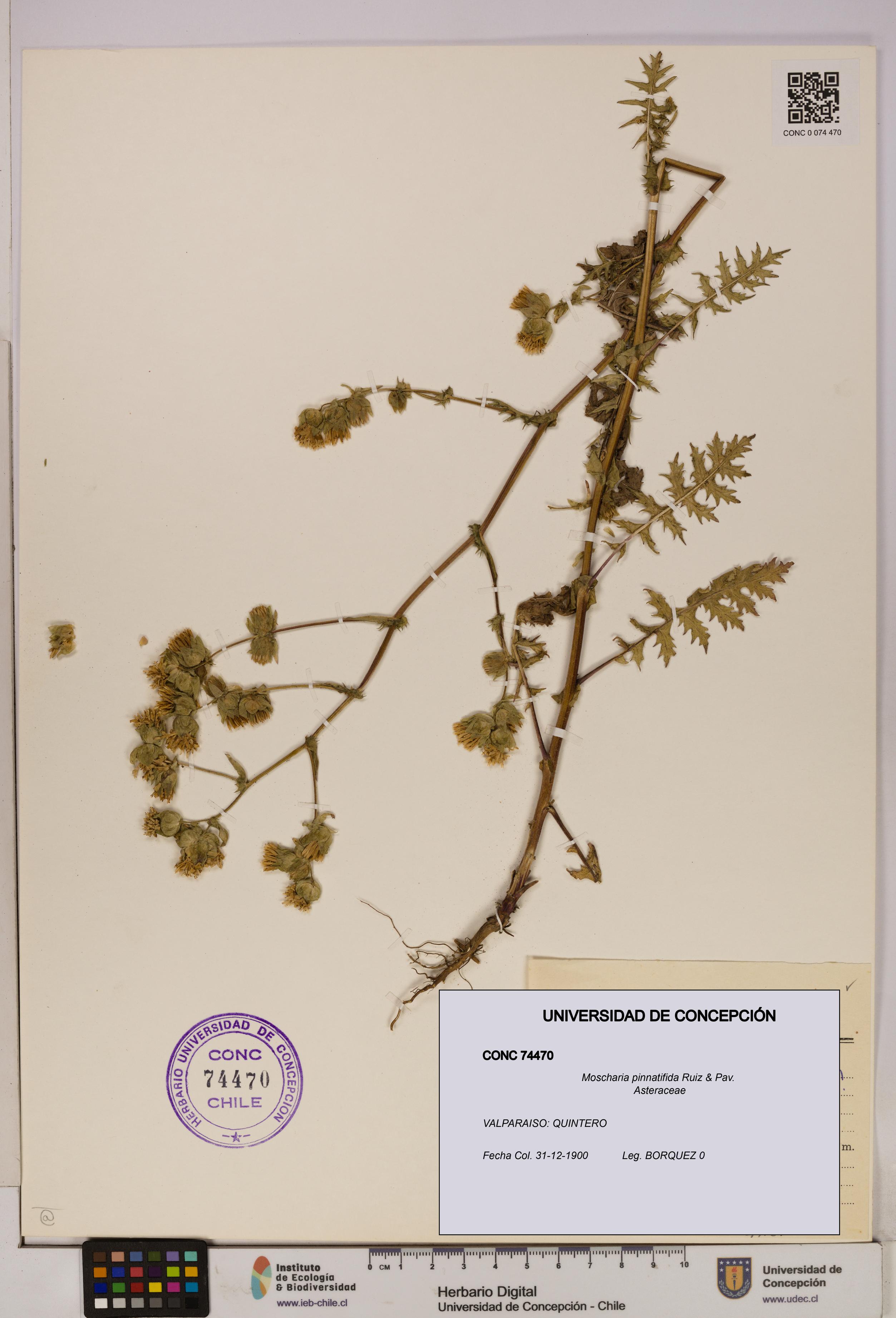 Moscharia pinnatifida [Espécimen: UDEC:CONC:0074470]