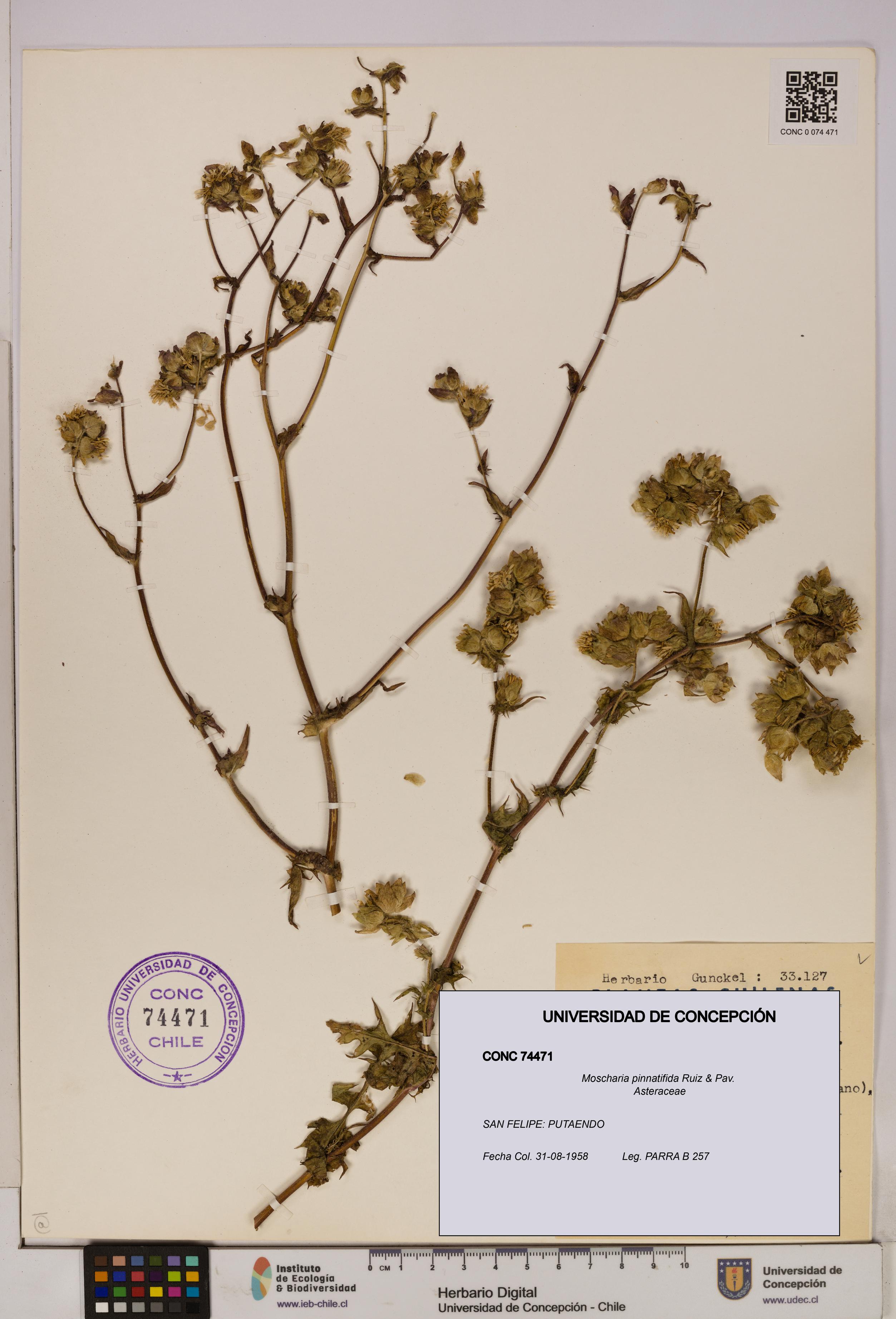 Moscharia pinnatifida [Espécimen: UDEC:CONC:0074471]