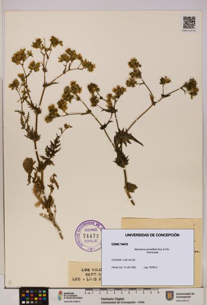 Moscharia pinnatifida [Espécimen: UDEC:CONC:0074472]