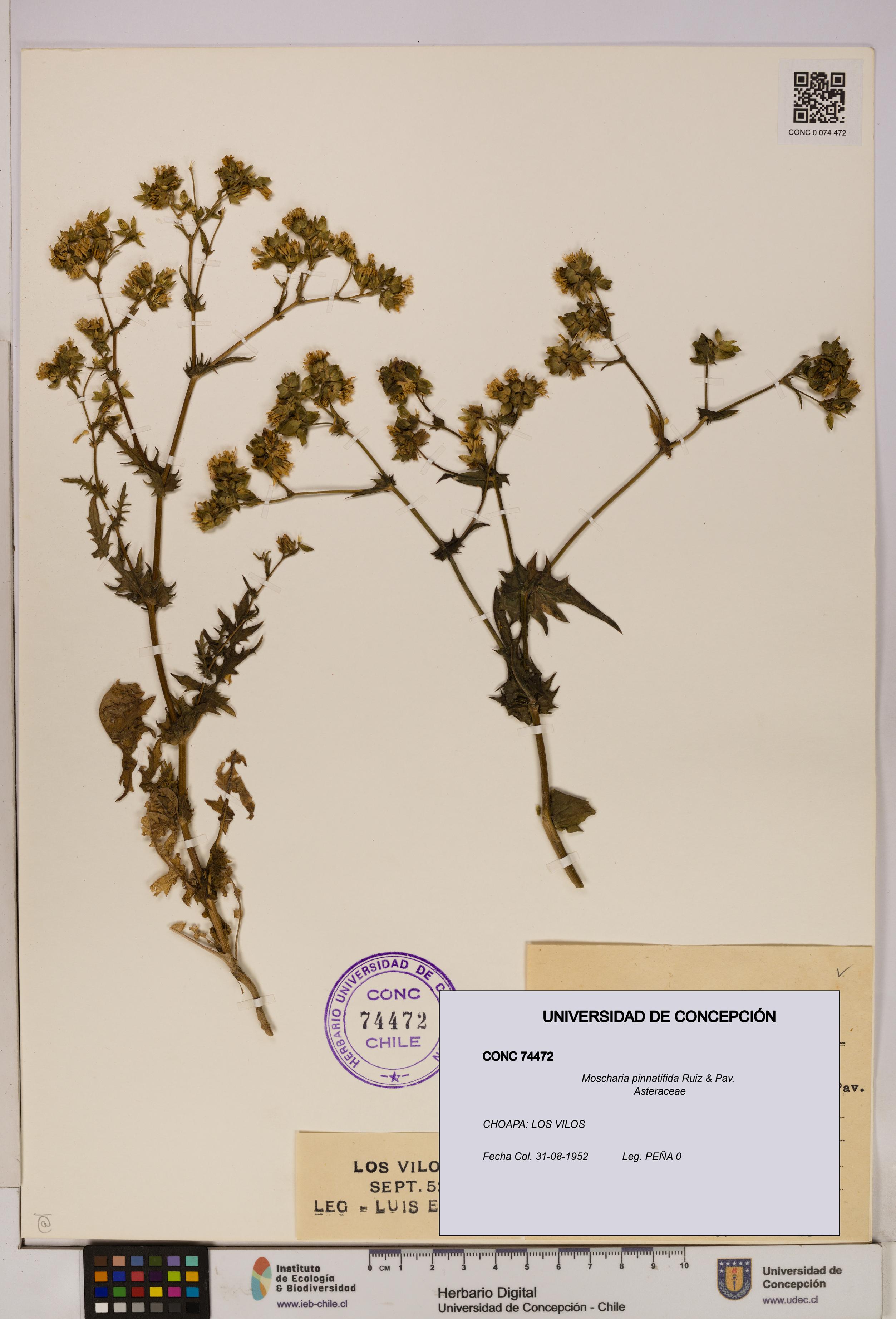 Moscharia pinnatifida [Espécimen: UDEC:CONC:0074472]
