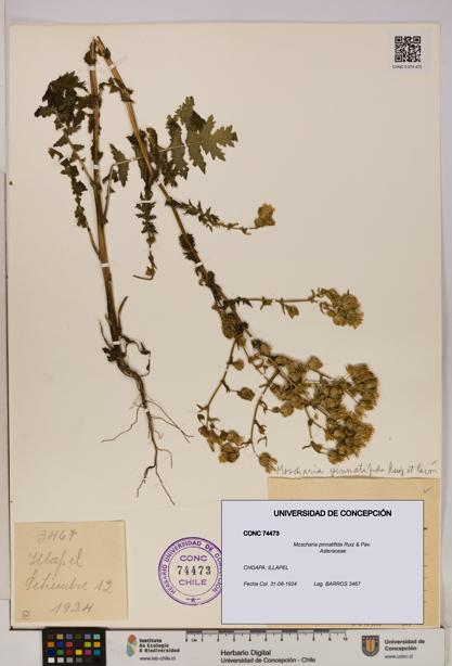 Moscharia pinnatifida [Espécimen: UDEC:CONC:0074473]