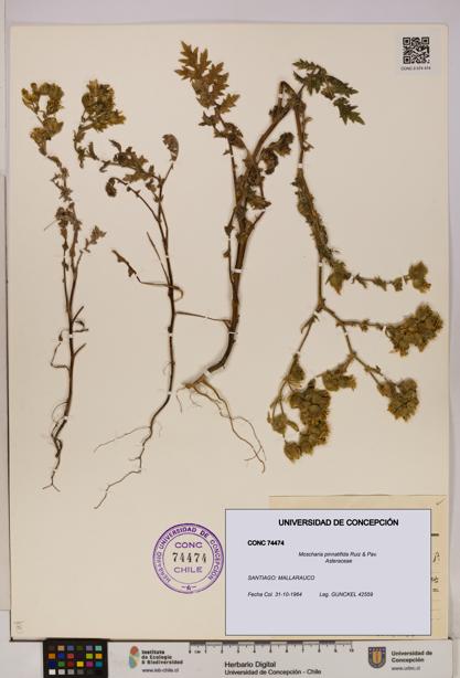 Moscharia pinnatifida [Espécimen: UDEC:CONC:0074474]