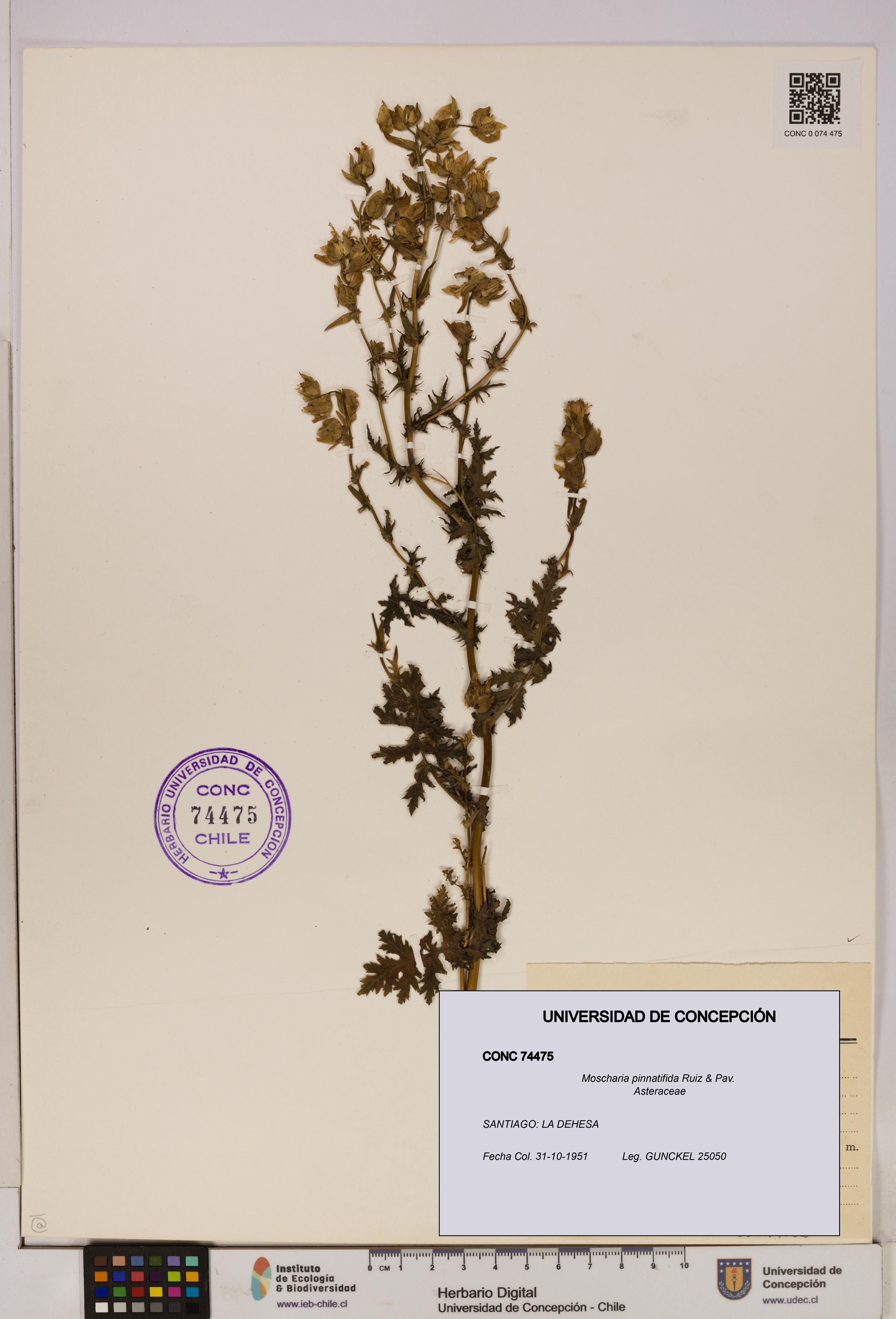 Moscharia pinnatifida [Espécimen: UDEC:CONC:0074475]