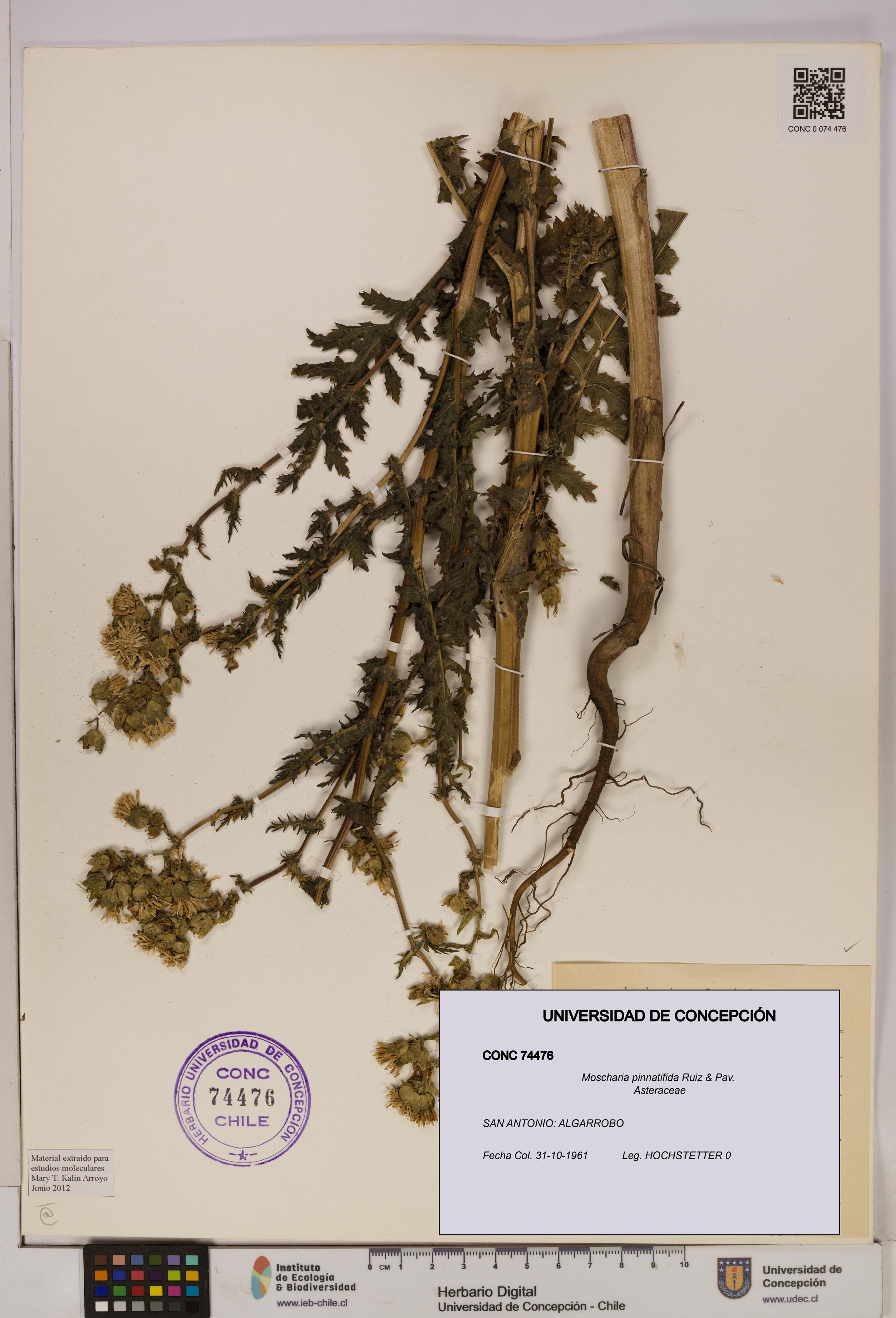 Moscharia pinnatifida [Espécimen: UDEC:CONC:0074476]