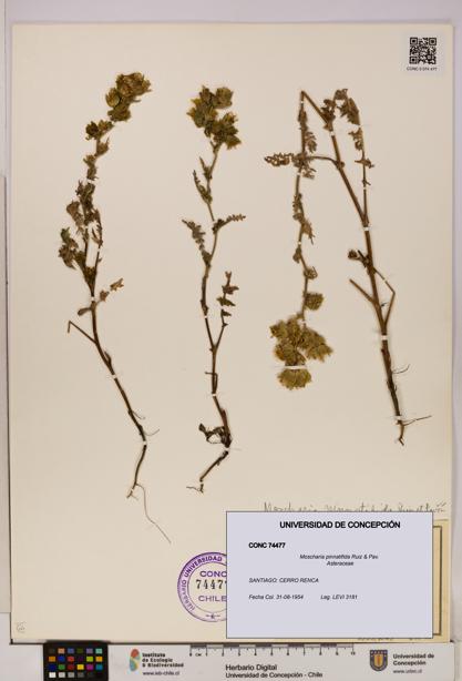 Moscharia pinnatifida [Espécimen: UDEC:CONC:0074477]