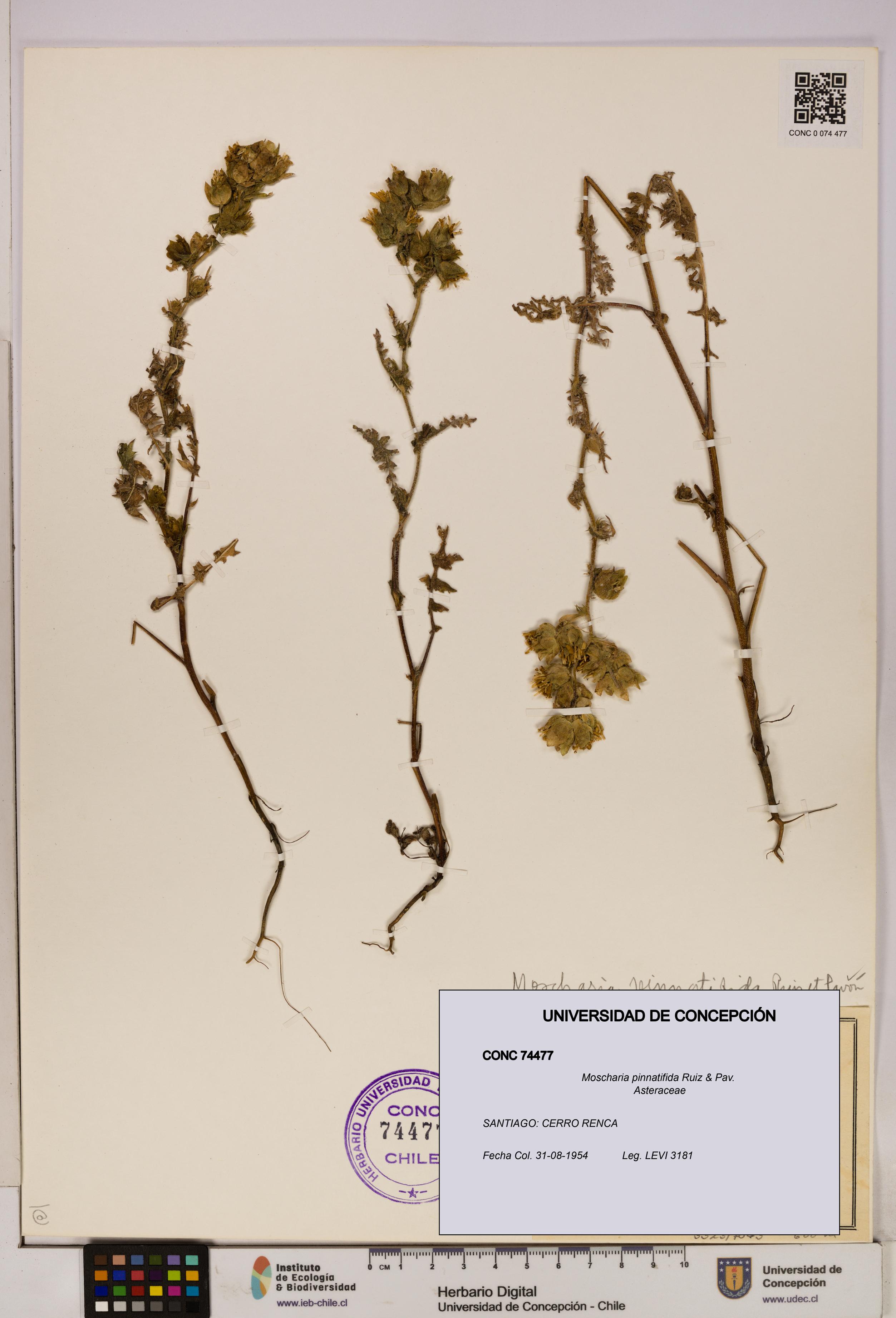 Moscharia pinnatifida [Espécimen: UDEC:CONC:0074477]