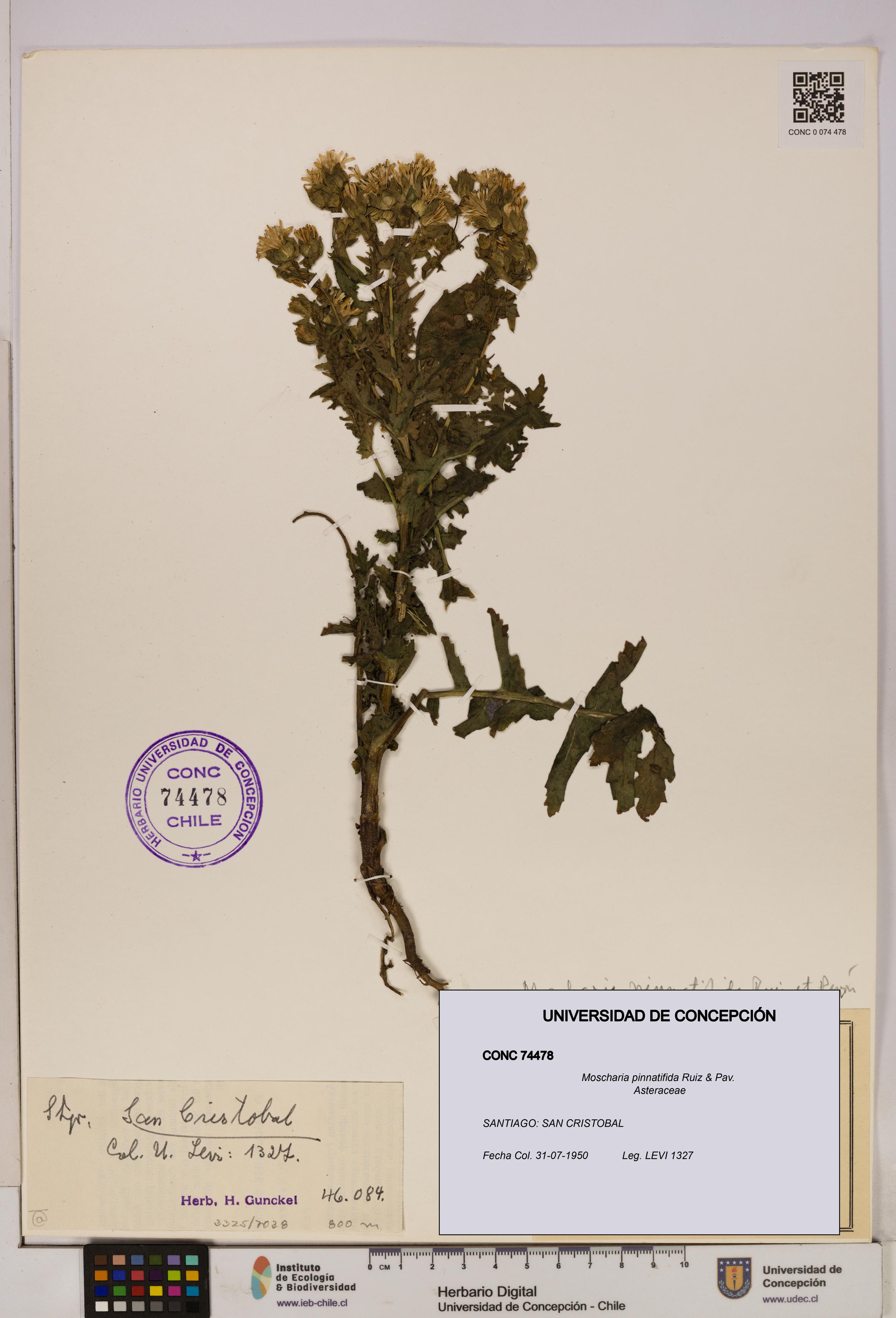 Moscharia pinnatifida [Espécimen: UDEC:CONC:0074478]