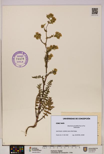 Moscharia pinnatifida [Espécimen: UDEC:CONC:0074479]