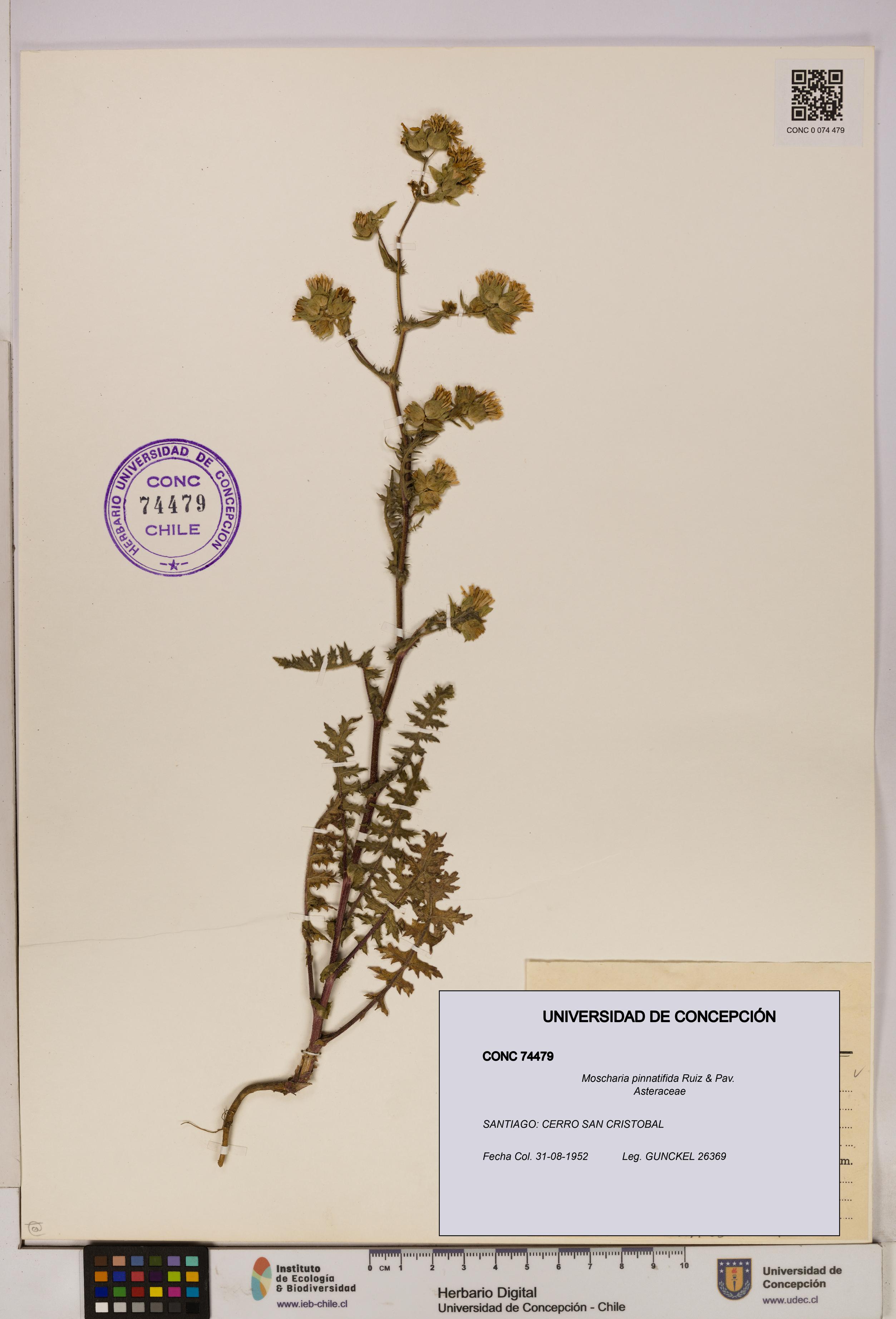Moscharia pinnatifida [Espécimen: UDEC:CONC:0074479]