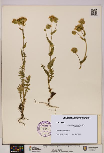 Moscharia pinnatifida [Espécimen: UDEC:CONC:0074480]