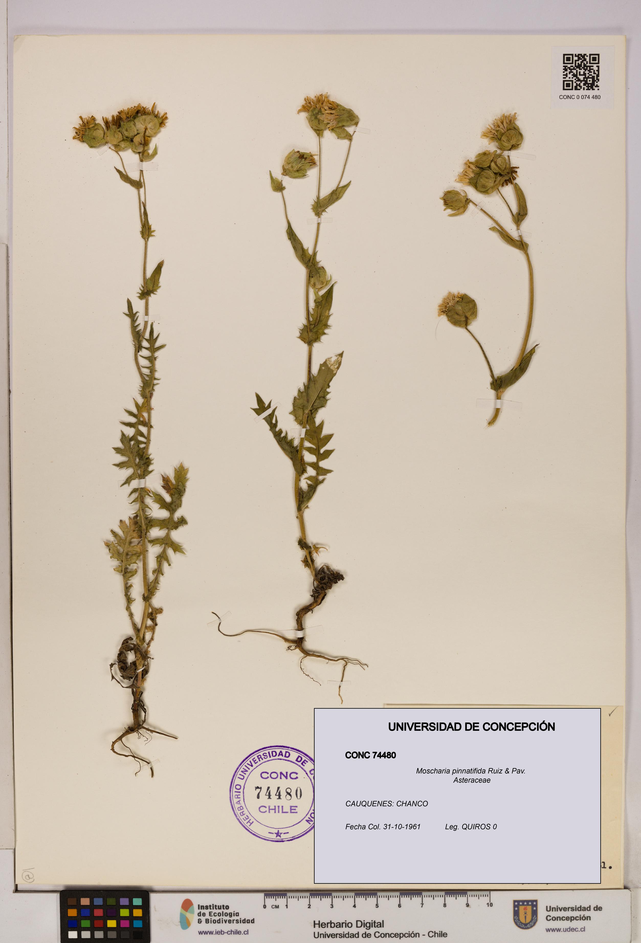 Moscharia pinnatifida [Espécimen: UDEC:CONC:0074480]