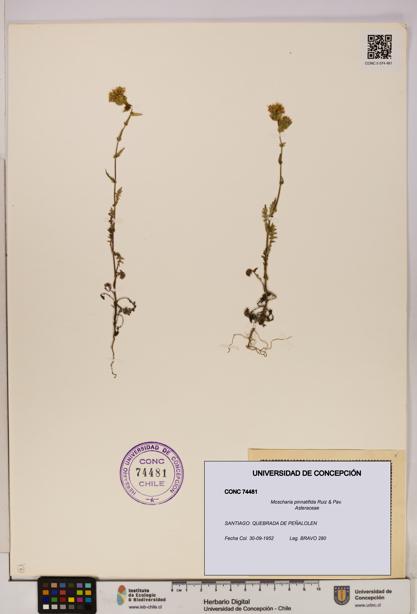 Moscharia pinnatifida [Espécimen: UDEC:CONC:0074481]