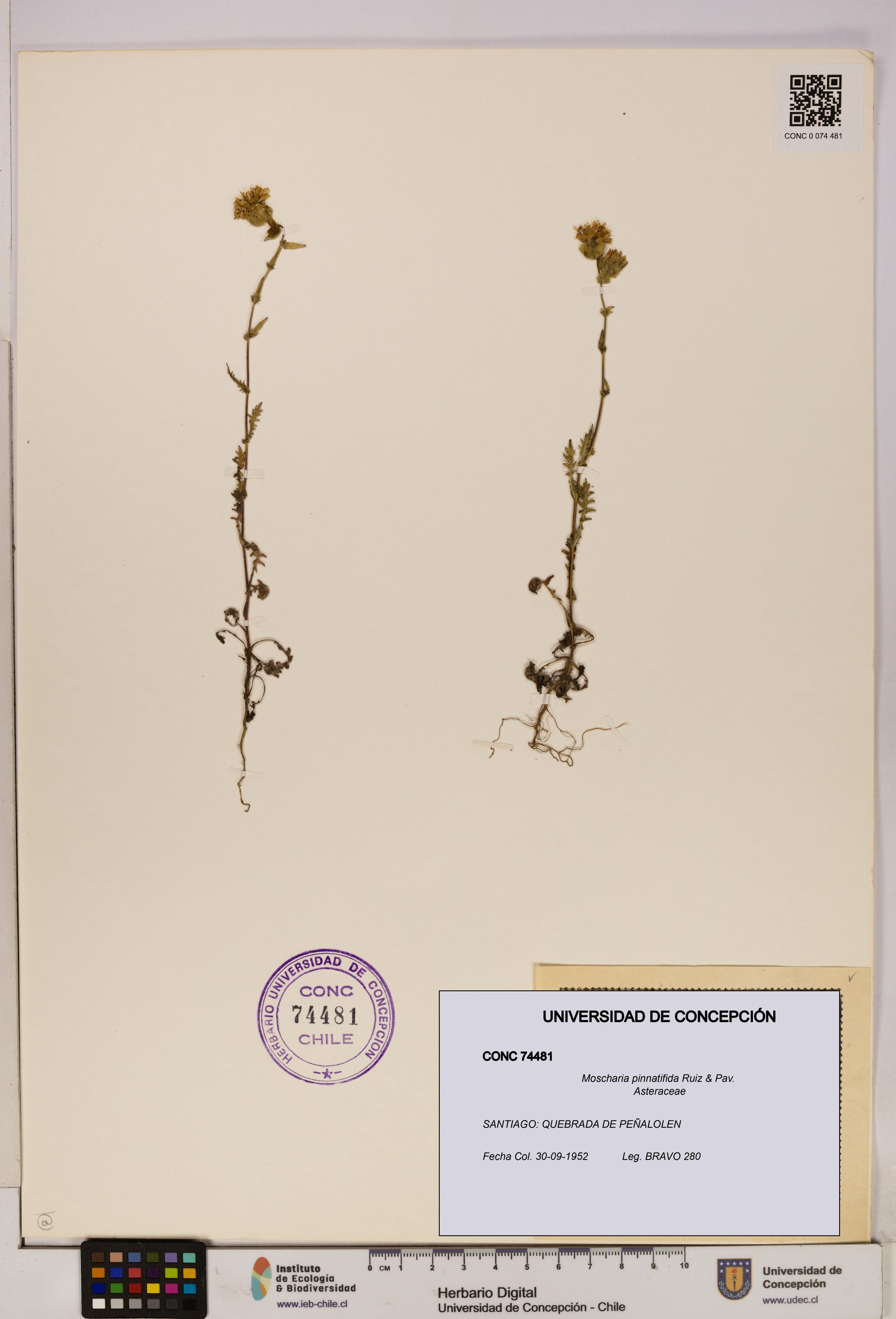Moscharia pinnatifida [Espécimen: UDEC:CONC:0074481]