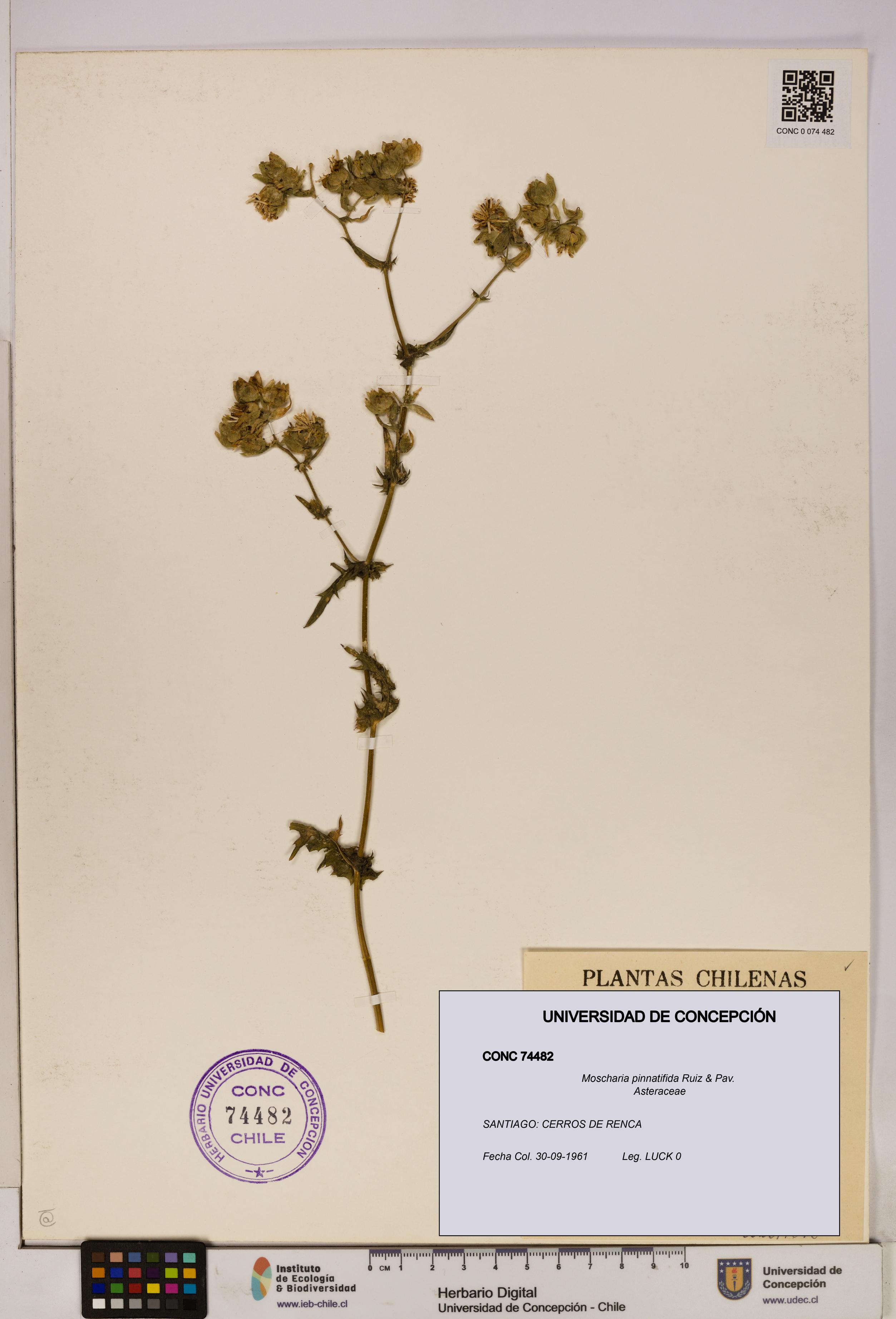 Moscharia pinnatifida [Espécimen: UDEC:CONC:0074482]