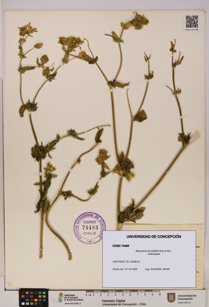 Moscharia pinnatifida [Espécimen: UDEC:CONC:0074483]