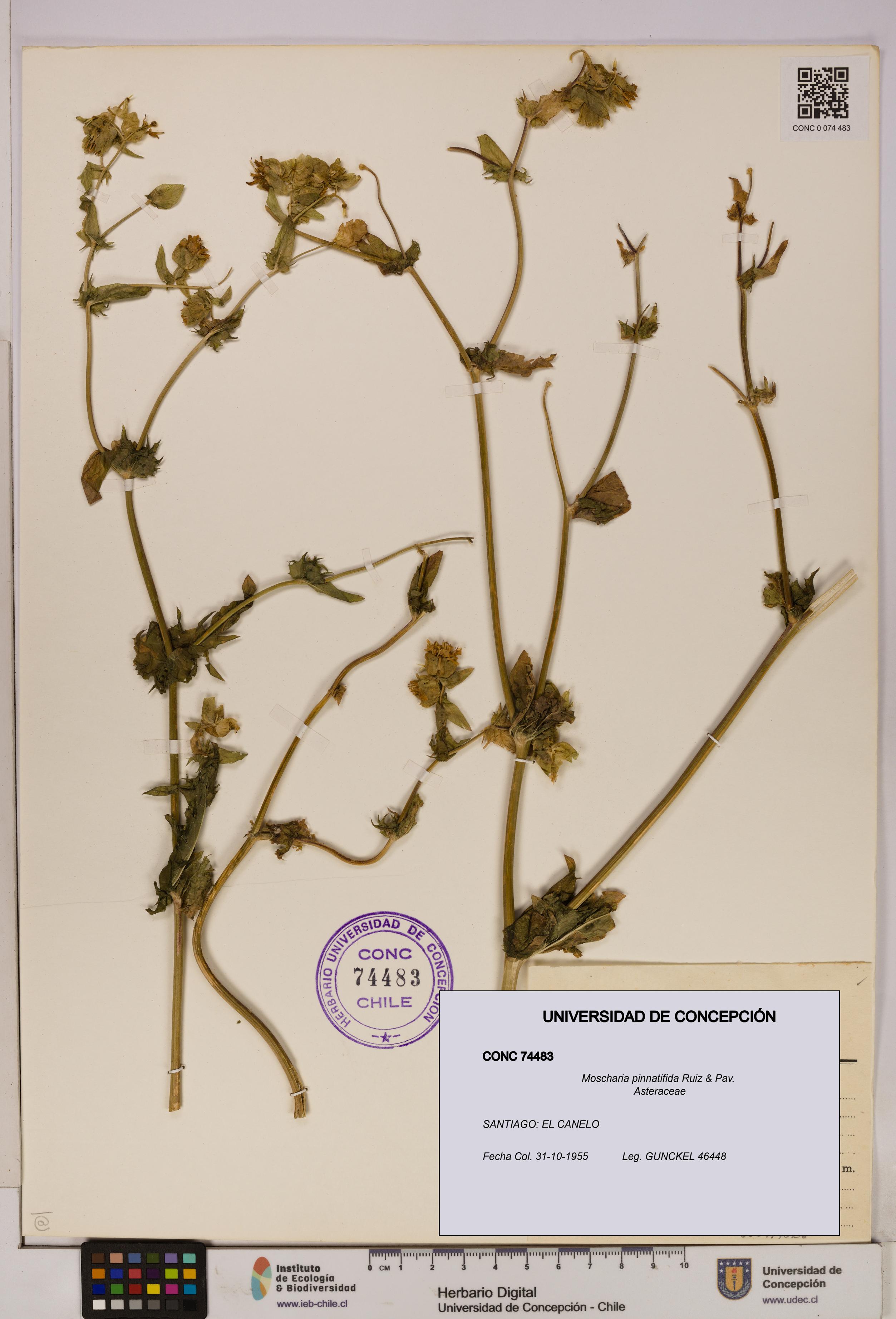 Moscharia pinnatifida [Espécimen: UDEC:CONC:0074483]