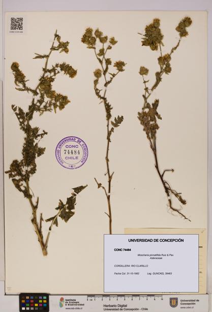 Moscharia pinnatifida [Espécimen: UDEC:CONC:0074484]