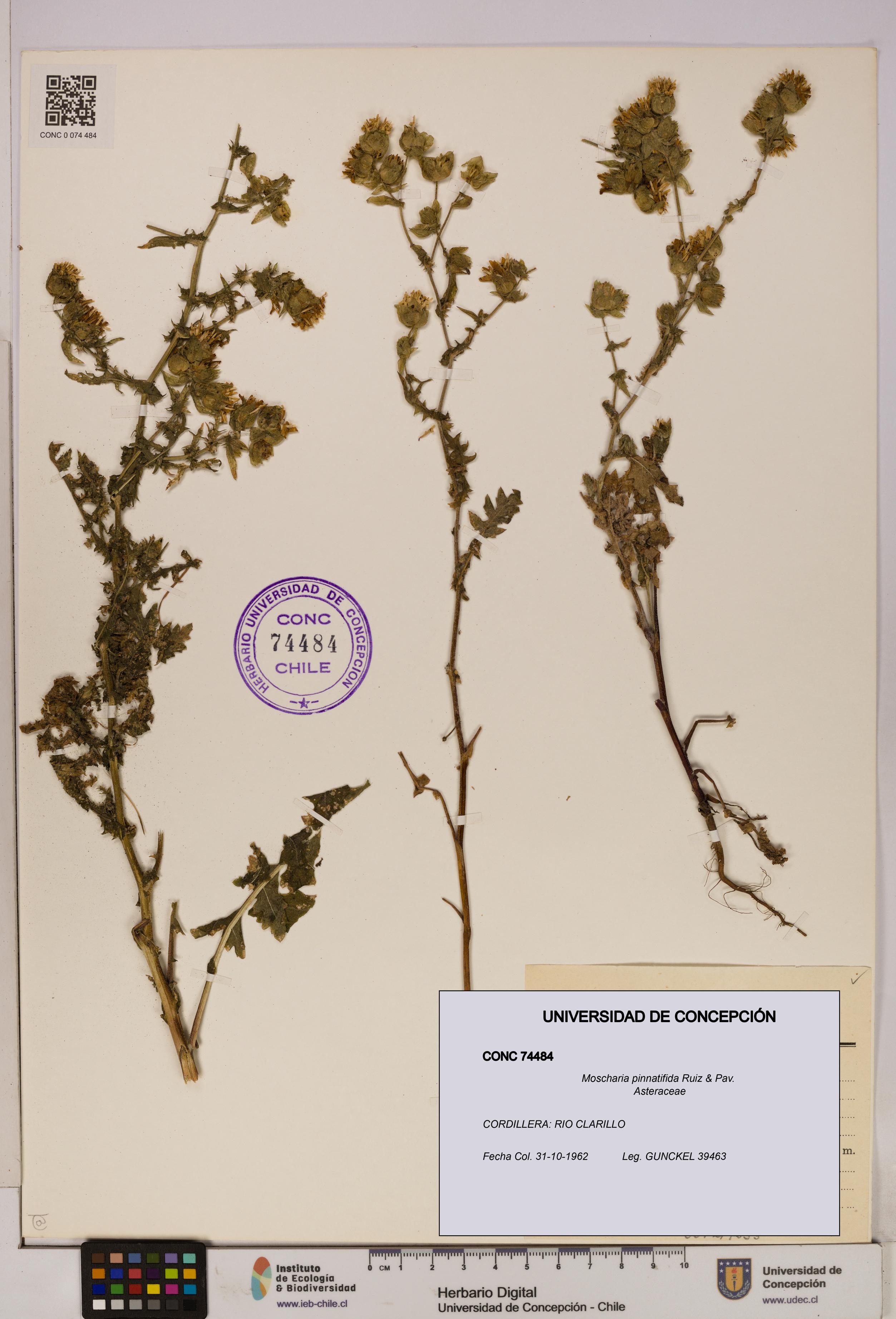 Moscharia pinnatifida [Espécimen: UDEC:CONC:0074484]