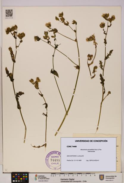 Moscharia pinnatifida [Espécimen: UDEC:CONC:0074485]