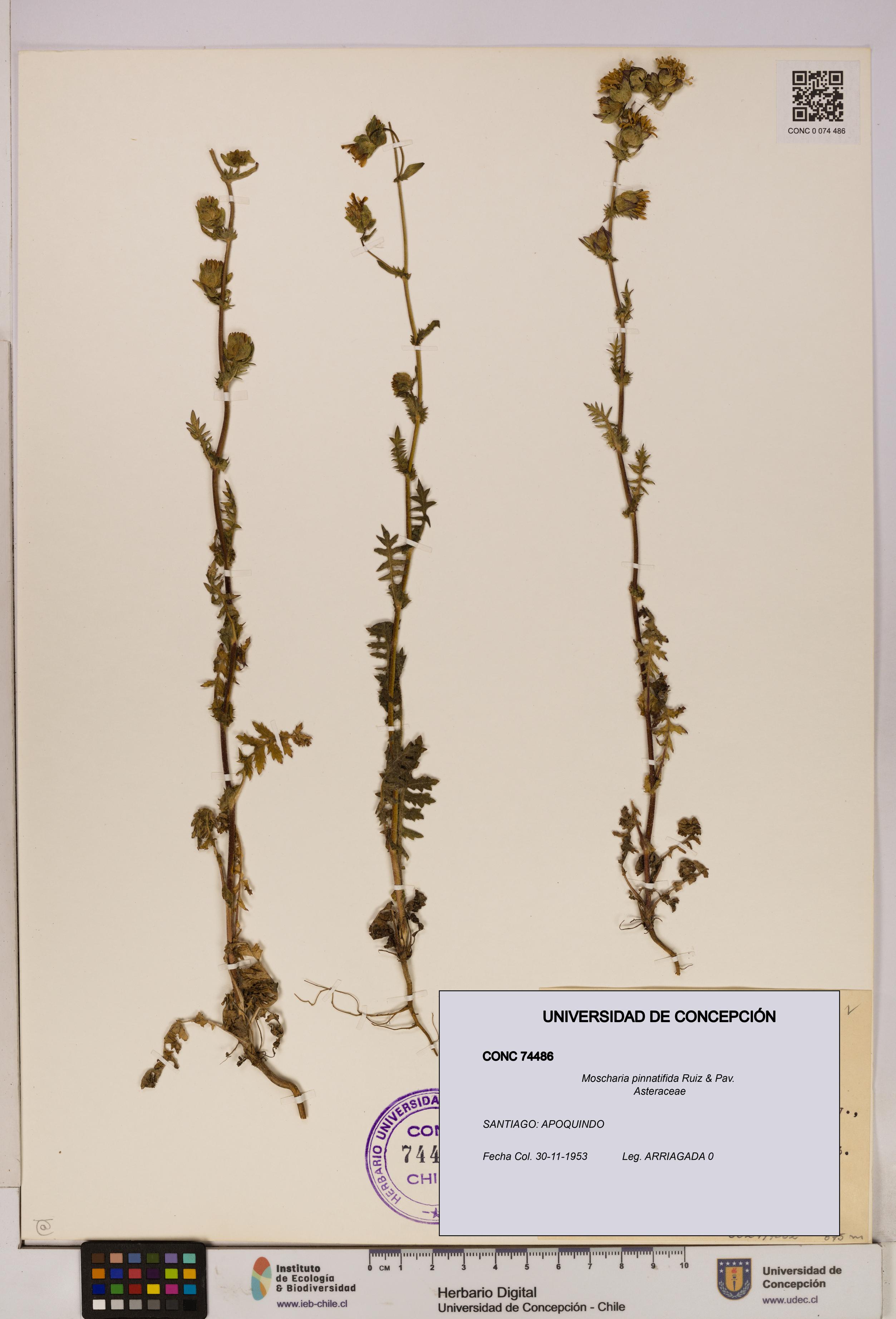 Moscharia pinnatifida [Espécimen: UDEC:CONC:0074486]