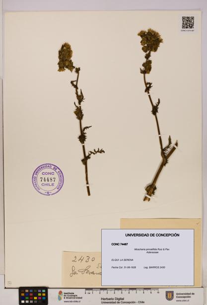 Moscharia pinnatifida [Espécimen: UDEC:CONC:0074487]