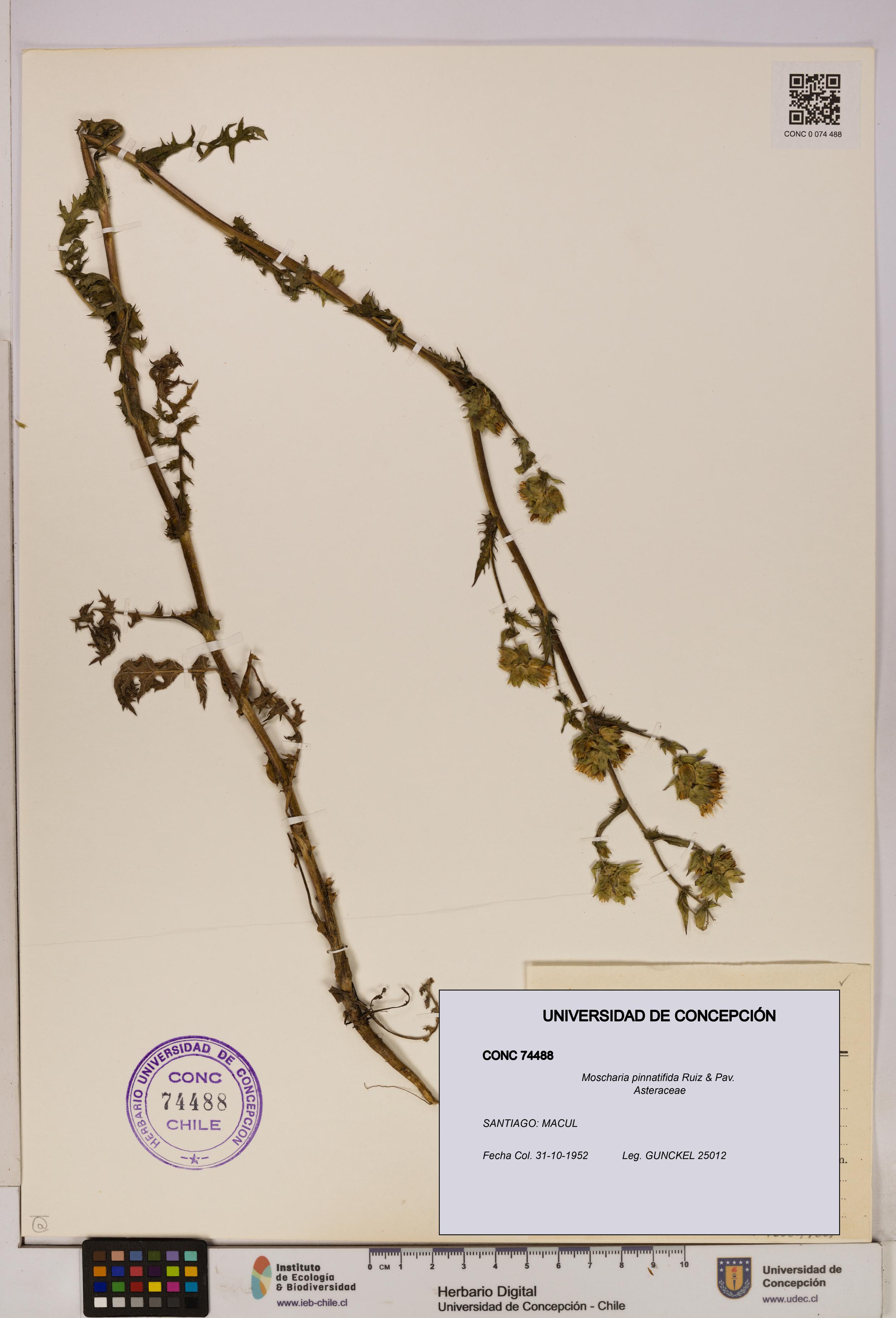 Moscharia pinnatifida [Espécimen: UDEC:CONC:0074488]