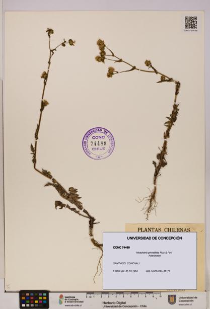 Moscharia pinnatifida [Espécimen: UDEC:CONC:0074489]
