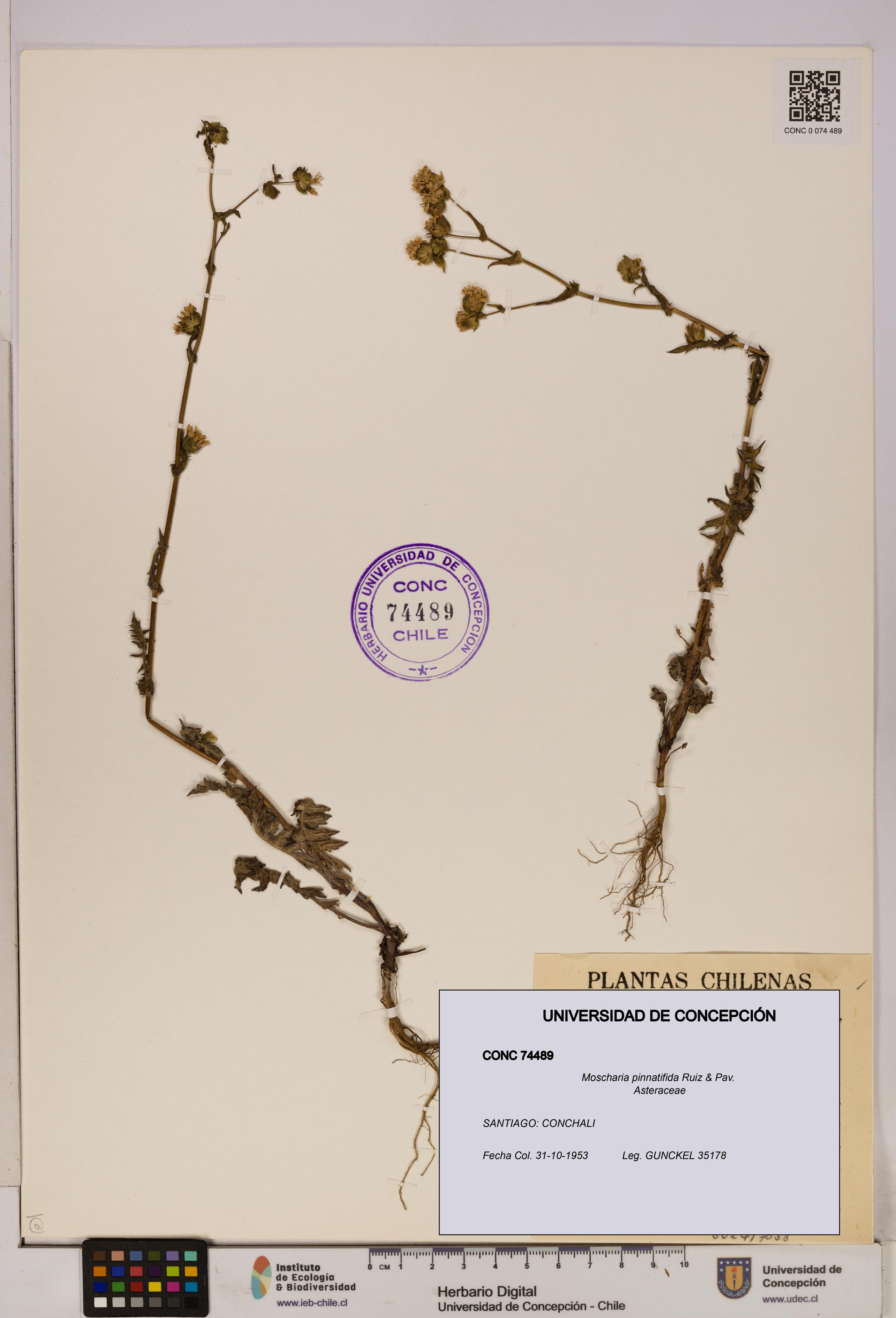 Moscharia pinnatifida [Espécimen: UDEC:CONC:0074489]