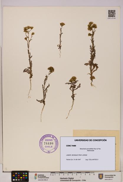 Moscharia pinnatifida [Espécimen: UDEC:CONC:0074490]