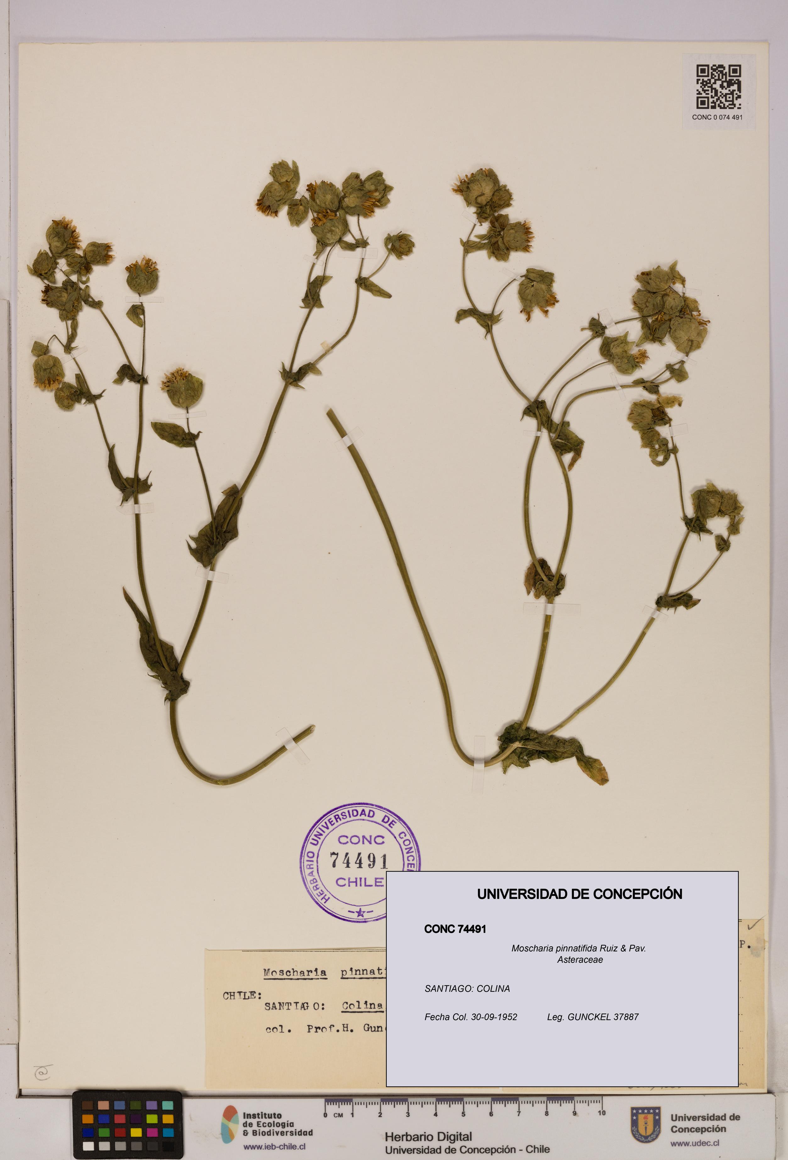 Moscharia pinnatifida [Espécimen: UDEC:CONC:0074491]
