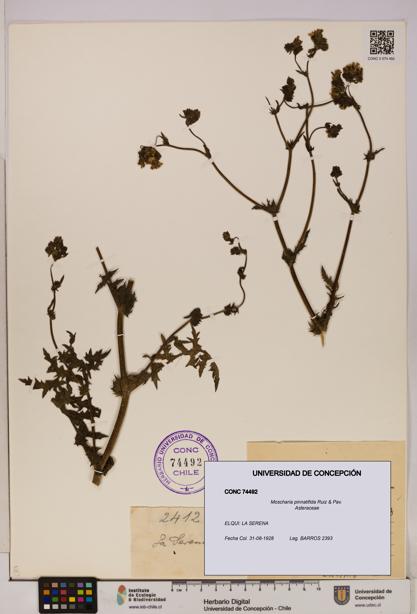 Moscharia pinnatifida [Espécimen: UDEC:CONC:0074492]