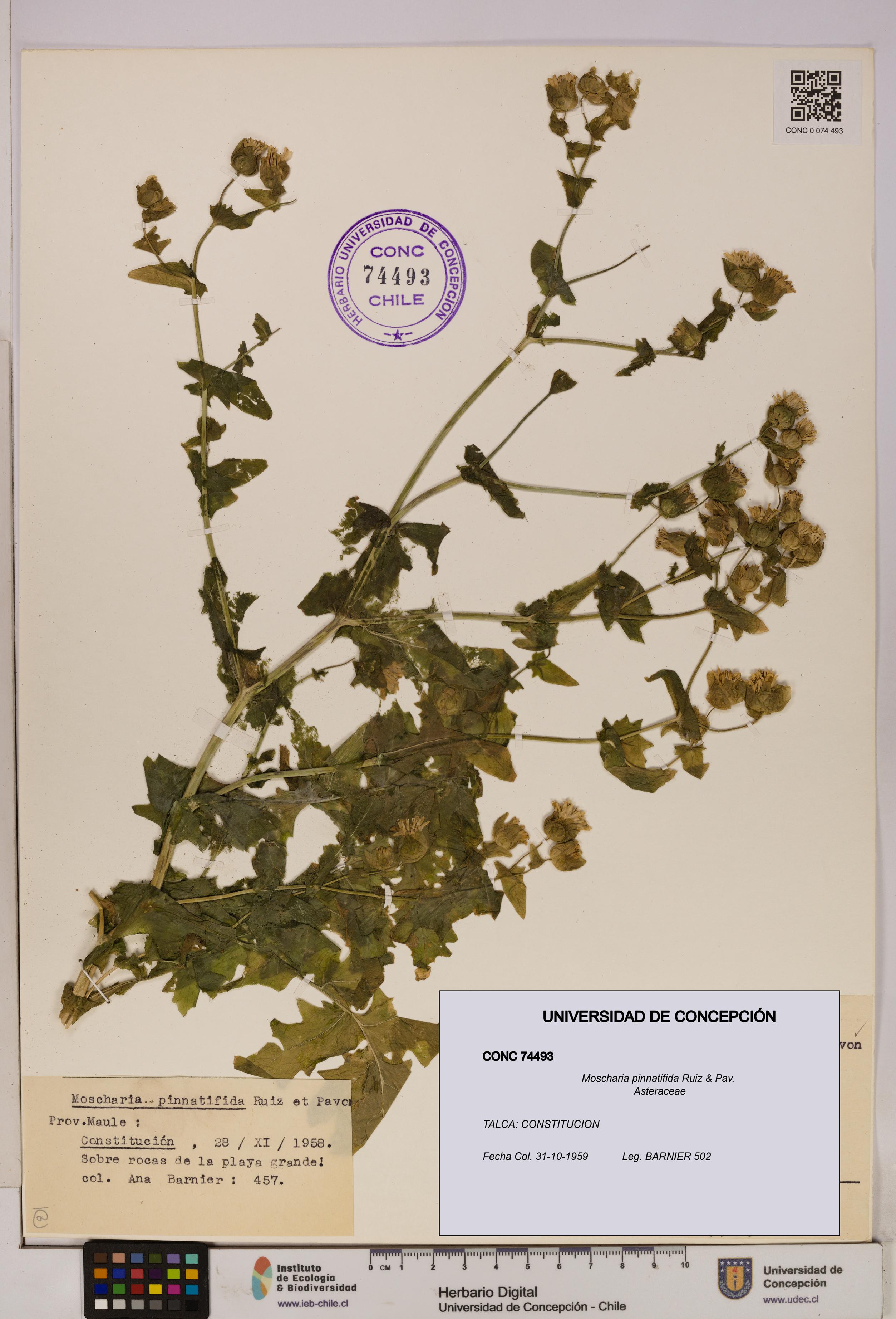 Moscharia pinnatifida [Espécimen: UDEC:CONC:0074493]