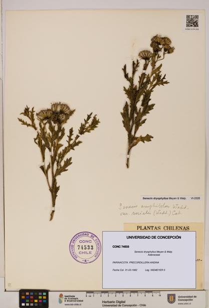 Senecio dryophyllus [Espécimen: UDEC:CONC:0074533]