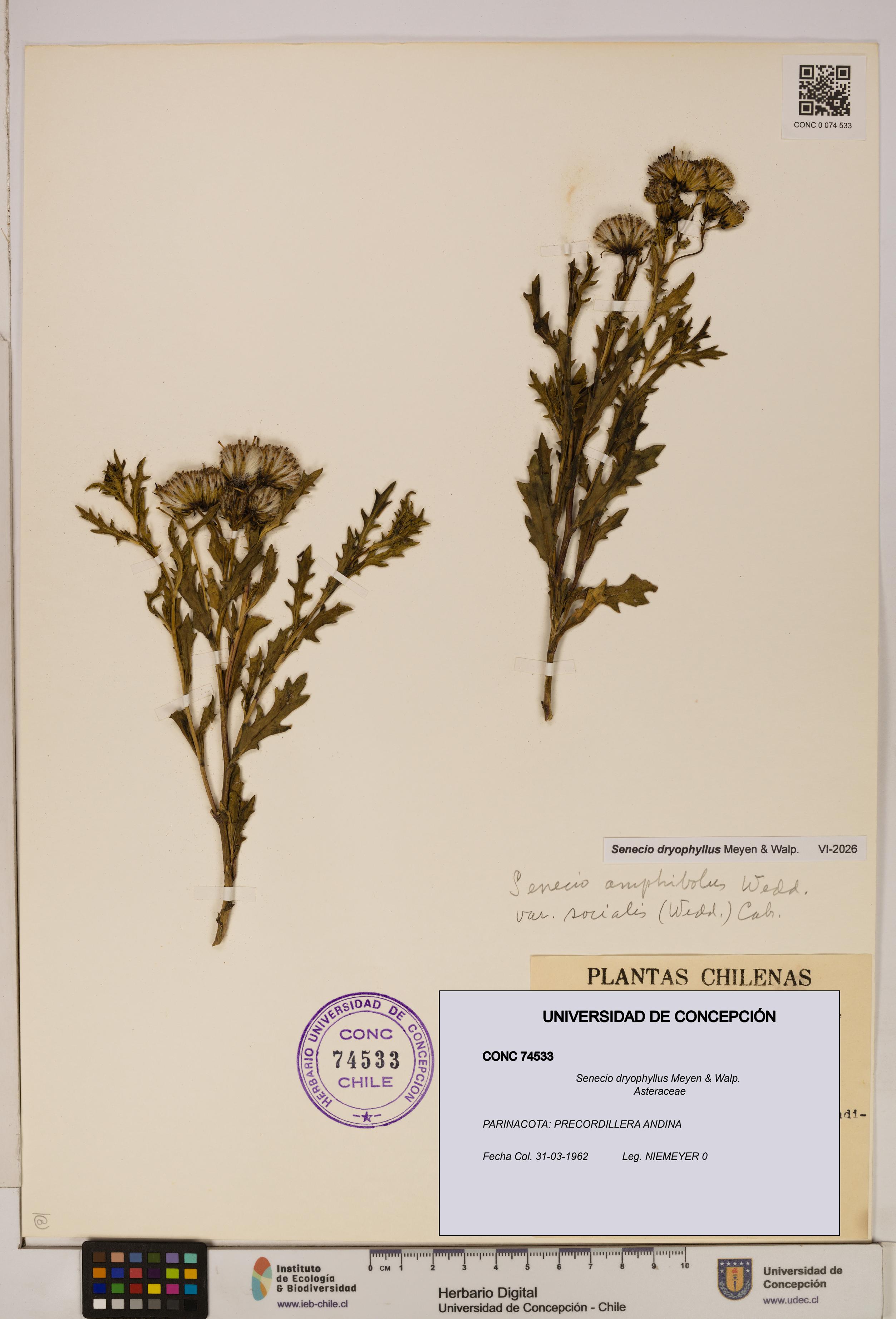 Senecio dryophyllus [Espécimen: UDEC:CONC:0074533]