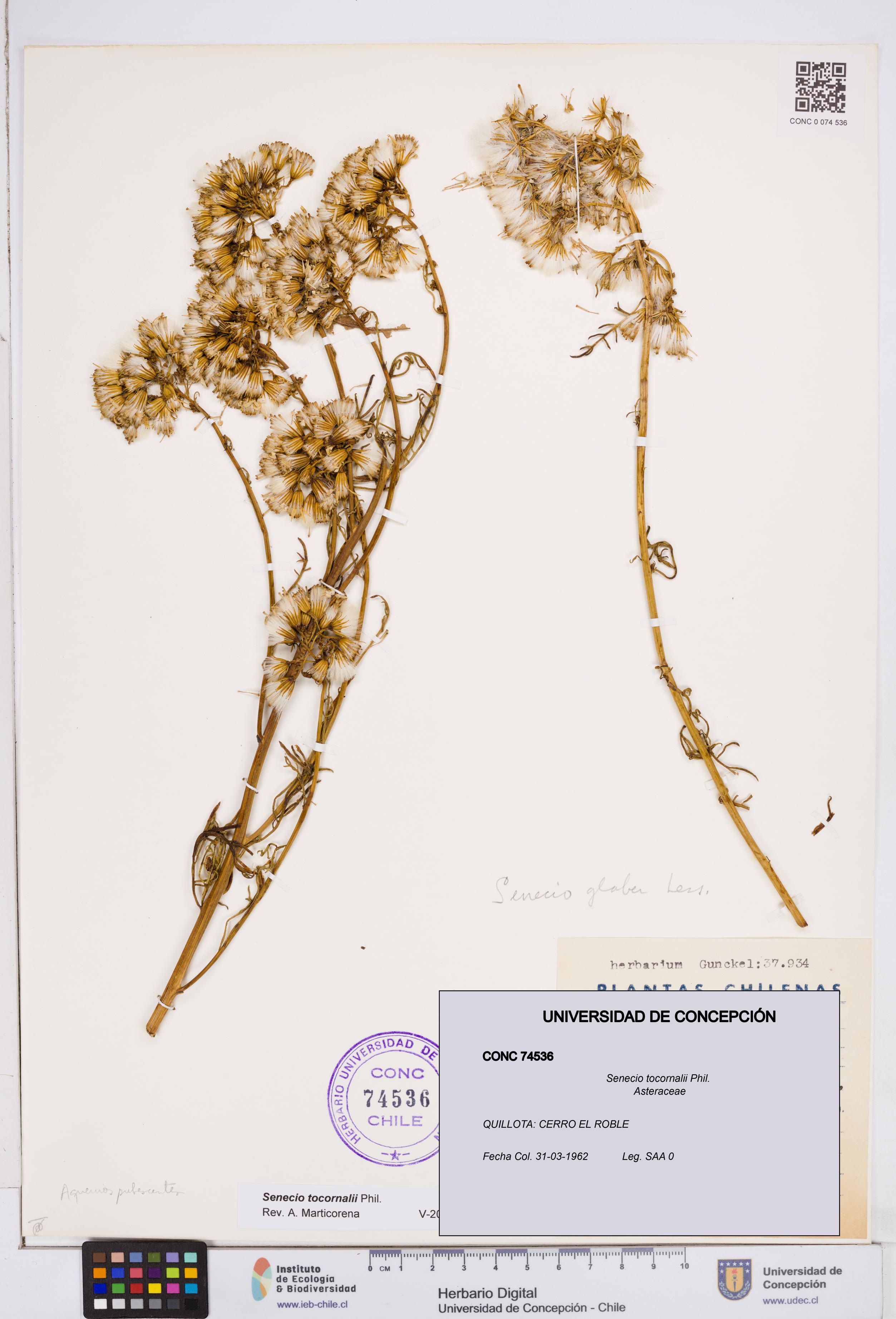 Senecio tocornalii [Espécimen: ]