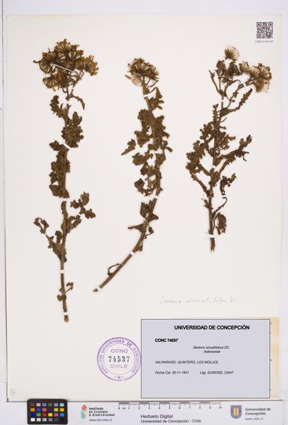 Senecio sinuatilobus [Espécimen: ]
