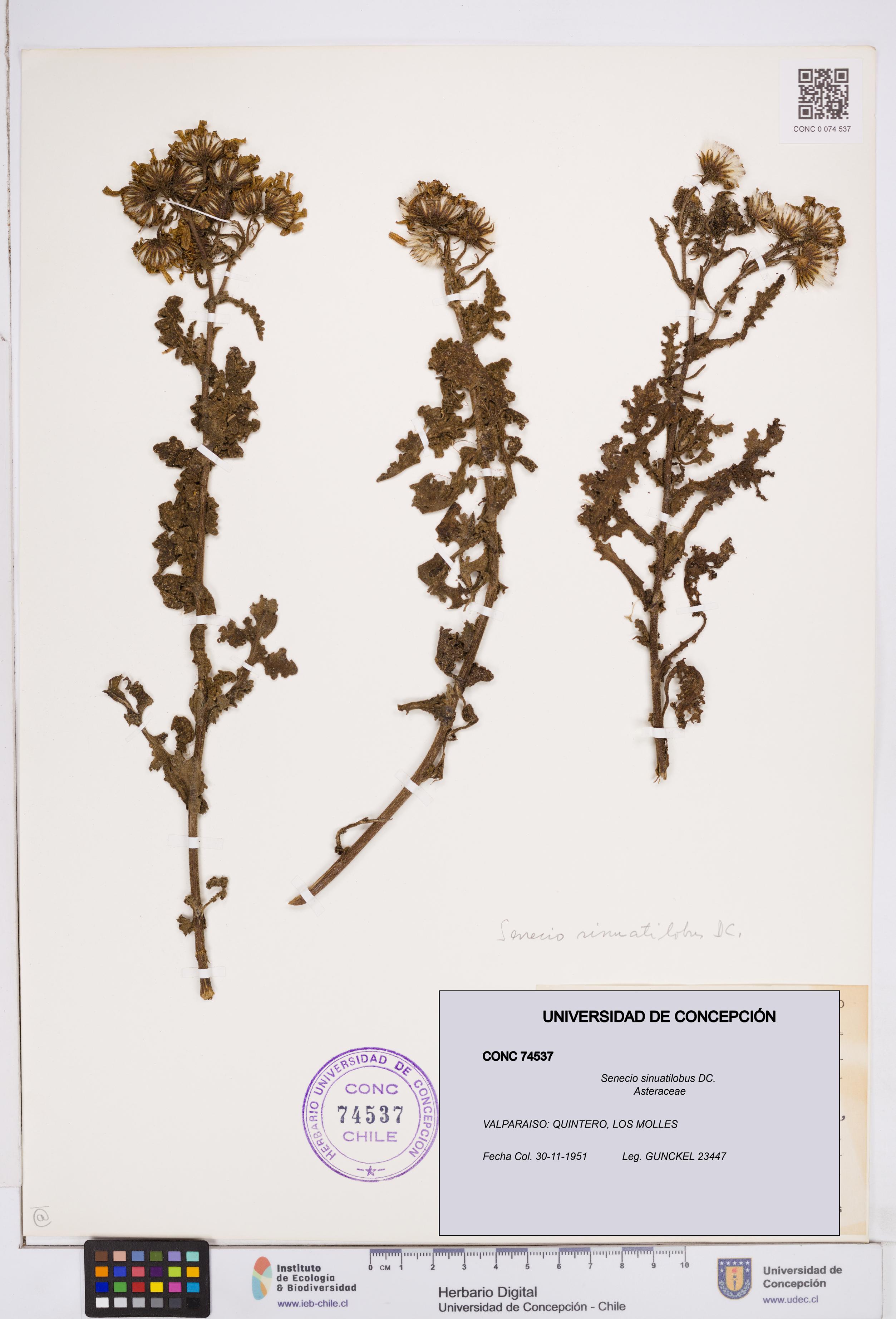 Senecio sinuatilobus [Espécimen: ]